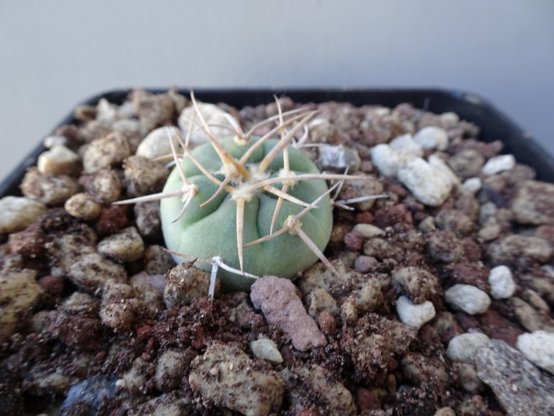 gymnocalycium spegazzinii v. armatum