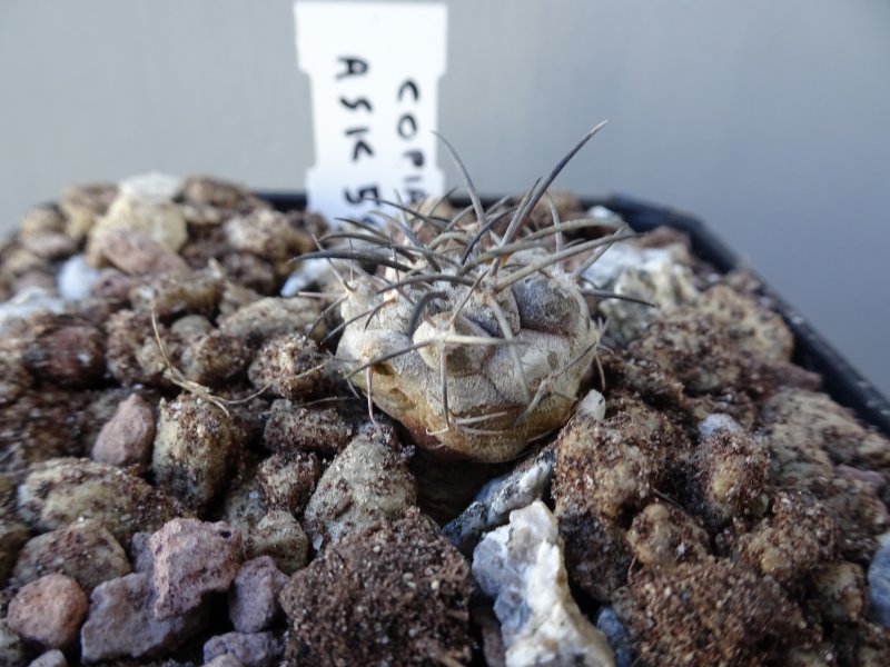 Copiapoa corralensis 