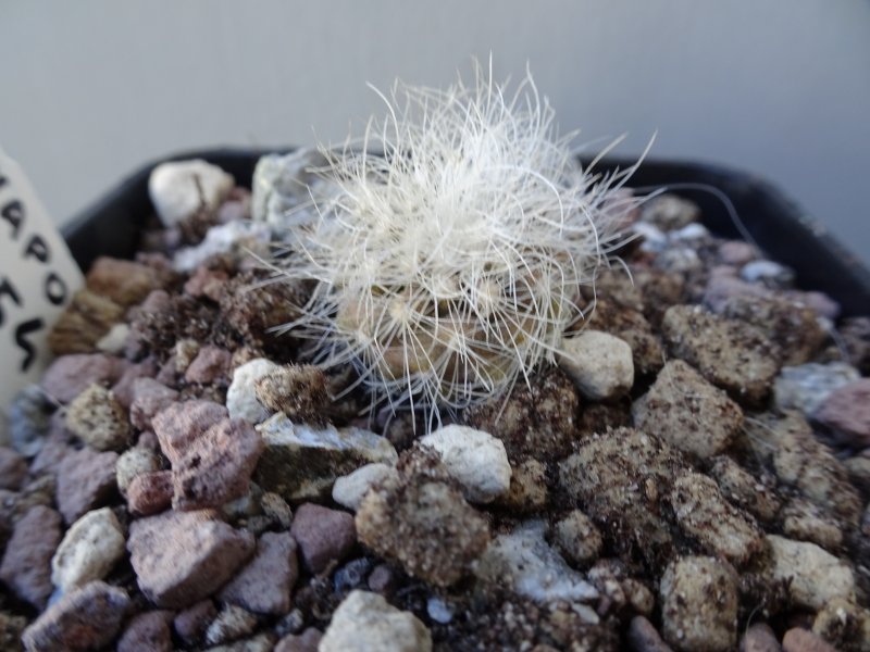 copiapoa krainziana