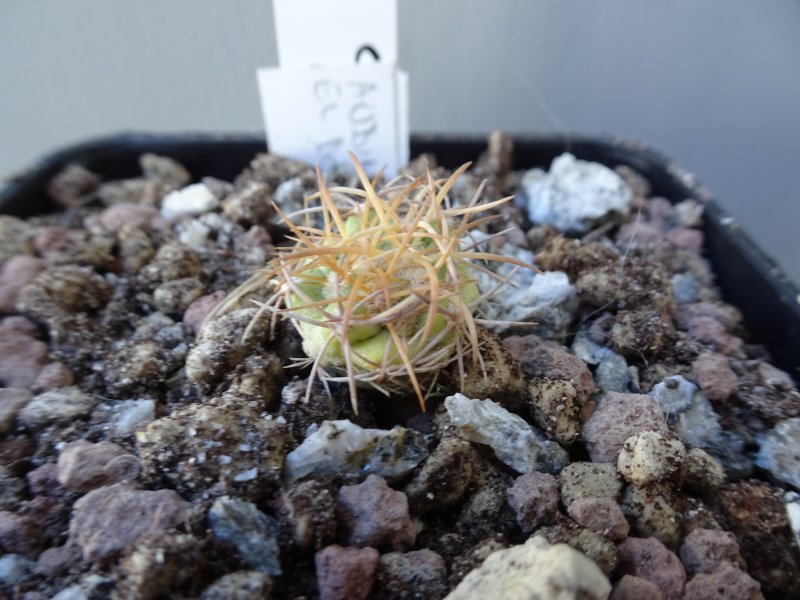 Copiapoa coquimbana ssp. andina 