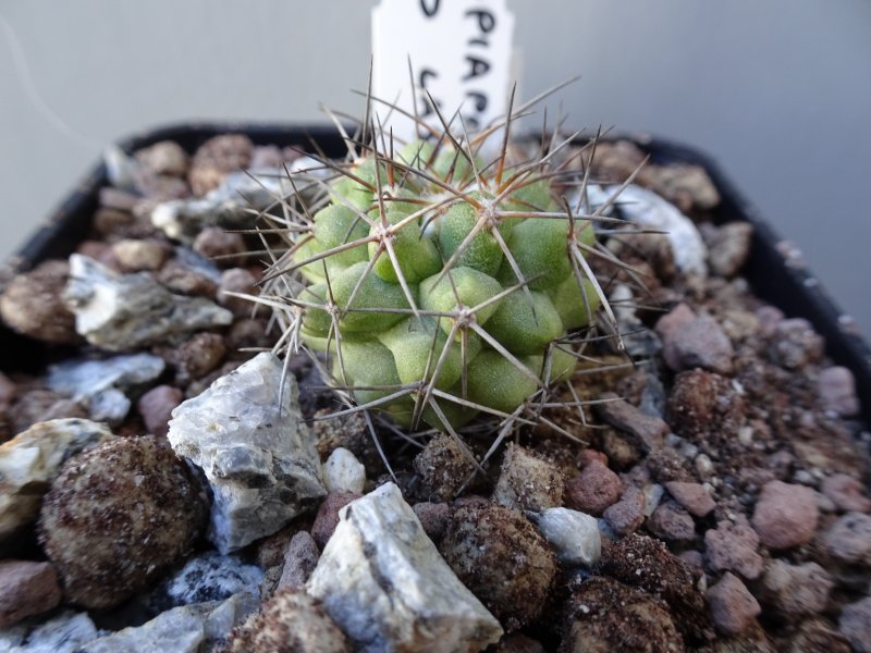 Copiapoa rupestris 