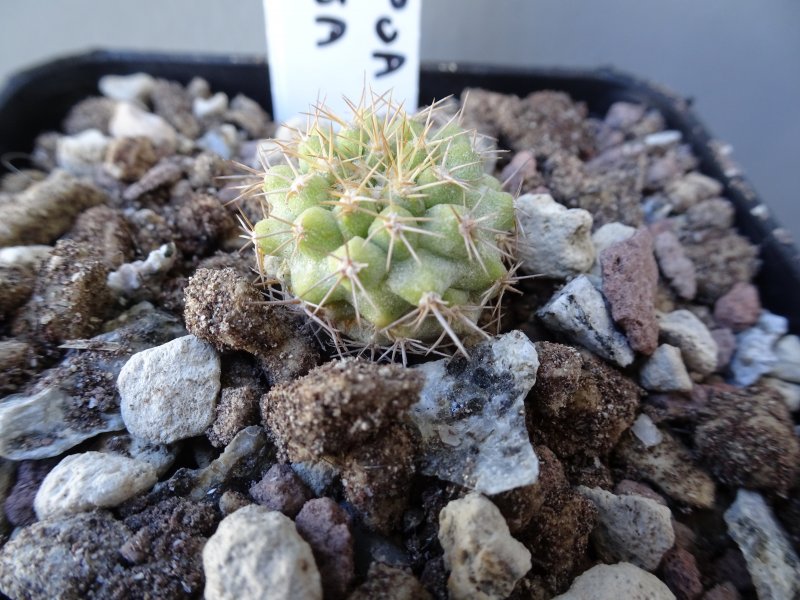 Copiapoa decorticans 