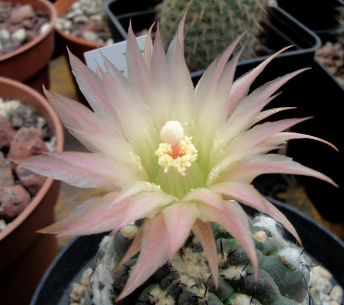 Neoporteria napina 