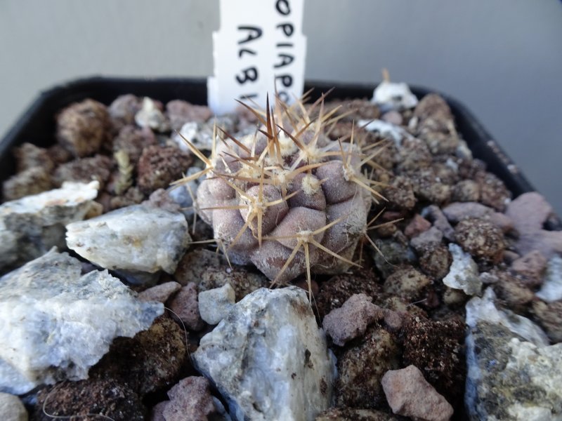 Copiapoa cinerea v. albispina 