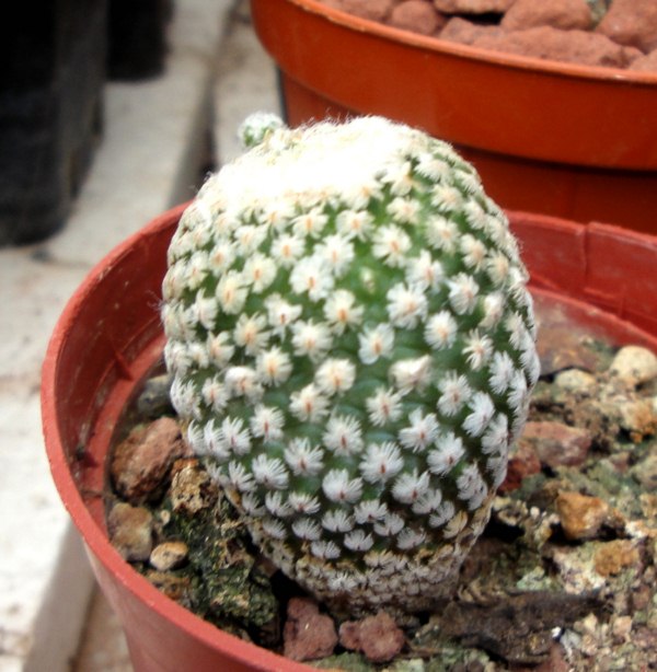 Turbinicarpus valdezianus 