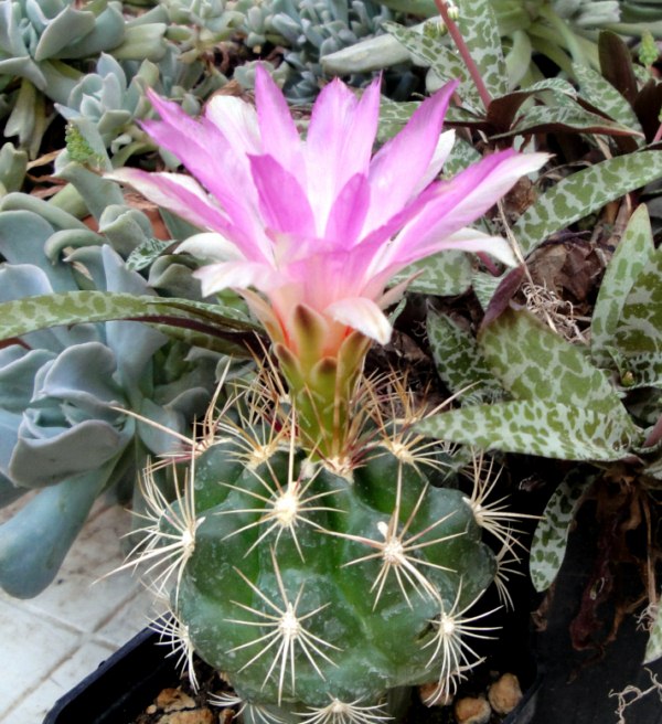 thelocactus bicolor ssp. schwarzii