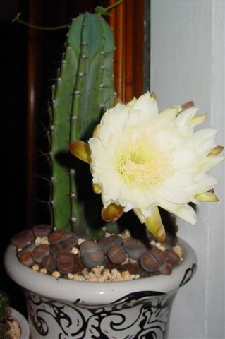 Cereus jamacaru 