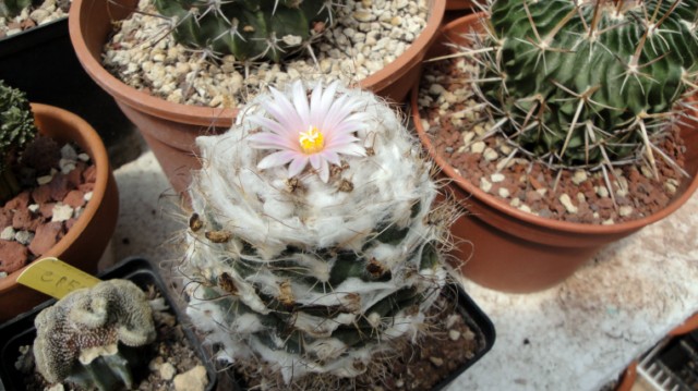 Turbinicarpus laui 