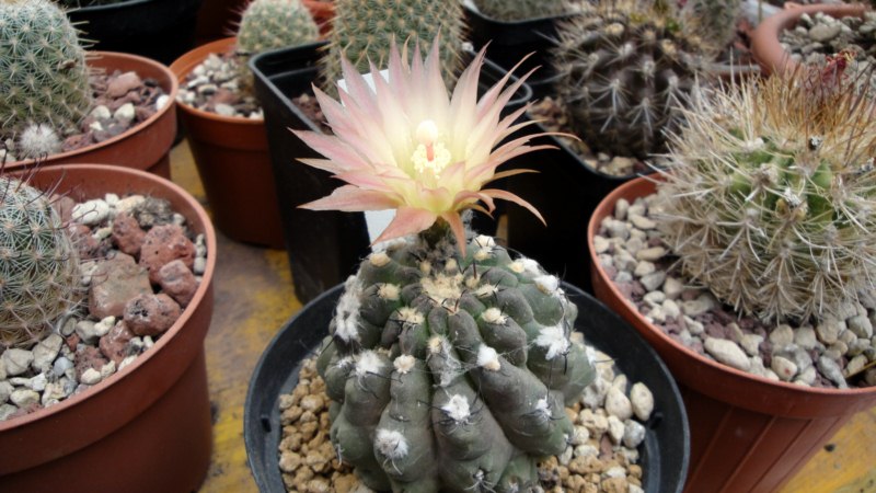 Neoporteria napina 