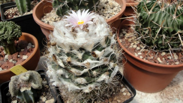 Turbinicarpus laui 