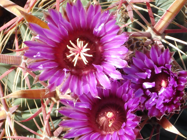 Ferocactus latispinus 