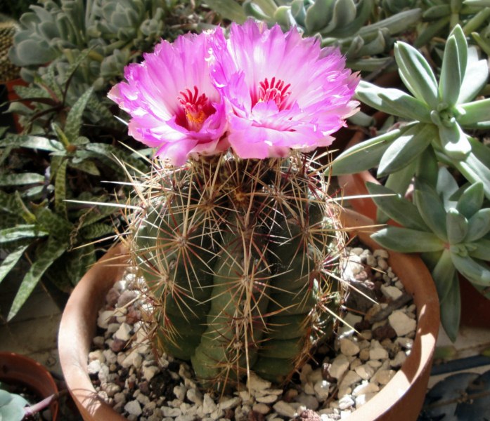 Thelocactus bicolor 