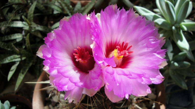 Thelocactus bicolor 