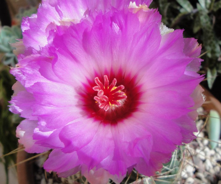 Thelocactus bicolor 