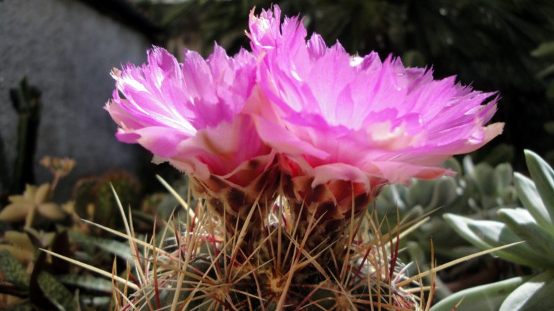 Thelocactus bicolor 