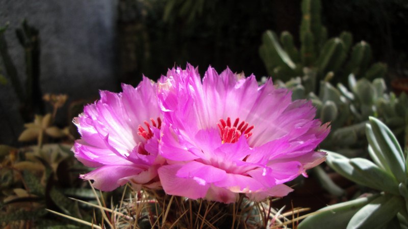 Thelocactus bicolor 