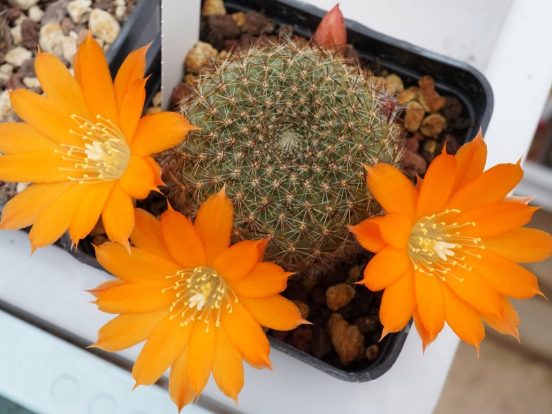 Rebutia walteri 