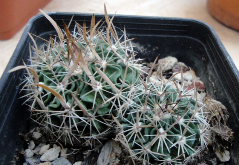 Echinofossulocactus cv. rasta 