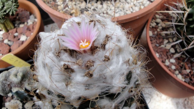 Turbinicarpus laui 