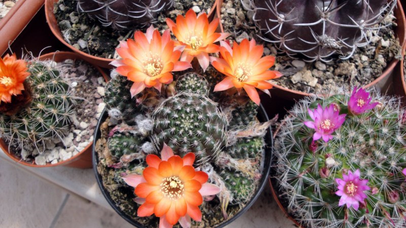 Rebutia pygmaea 