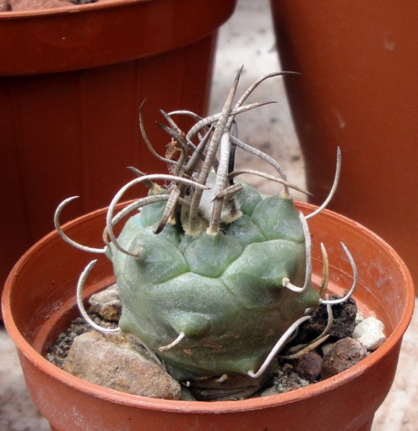 Turbinicarpus macrochele ssp. polaskii 