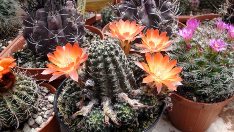 Rebutia pygmaea 