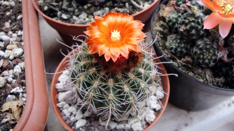 Parodia mairanana 