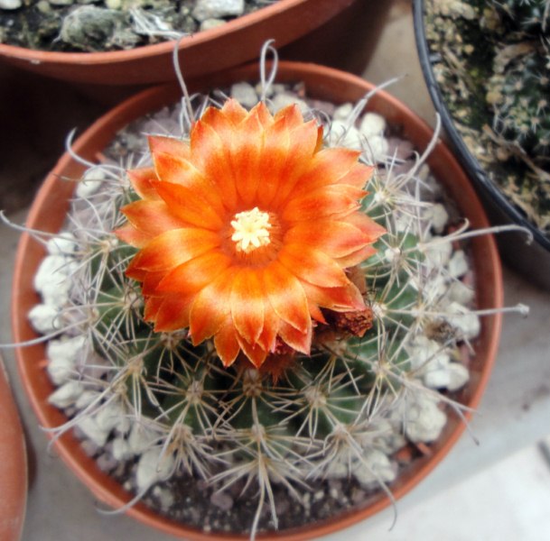 Parodia mairanana 