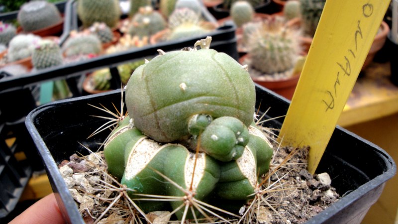 Lophophora jourdaniana 