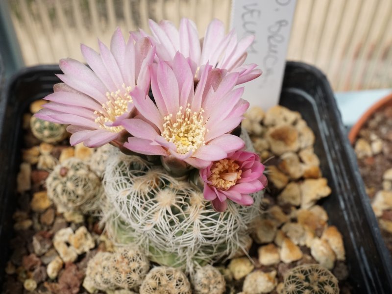 gymnocalycium bruchii v. niveum