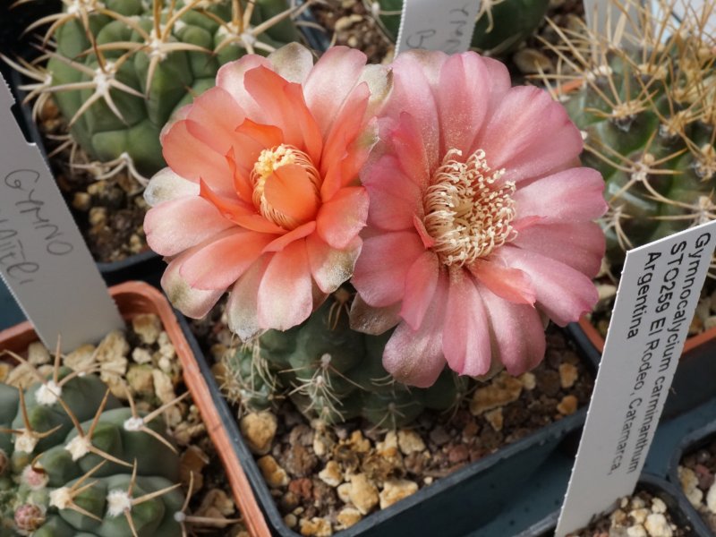 Gymnocalycium baldianum 