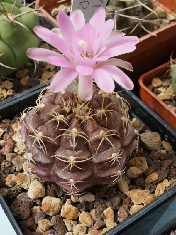 Gymnocalycium damsii v. rotundulum 