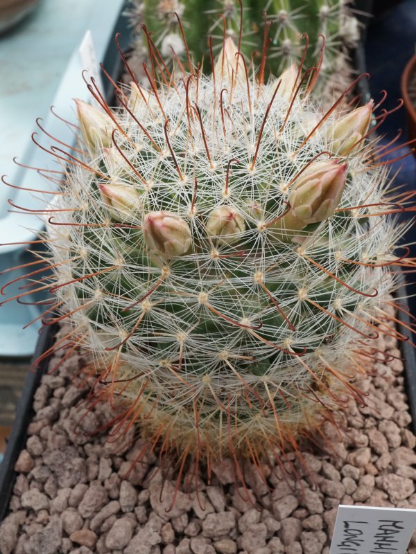 Mammillaria longiflora 