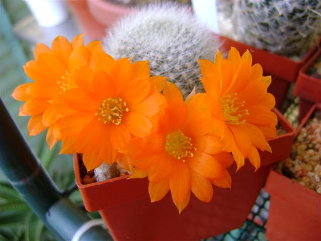 Rebutia muscula 