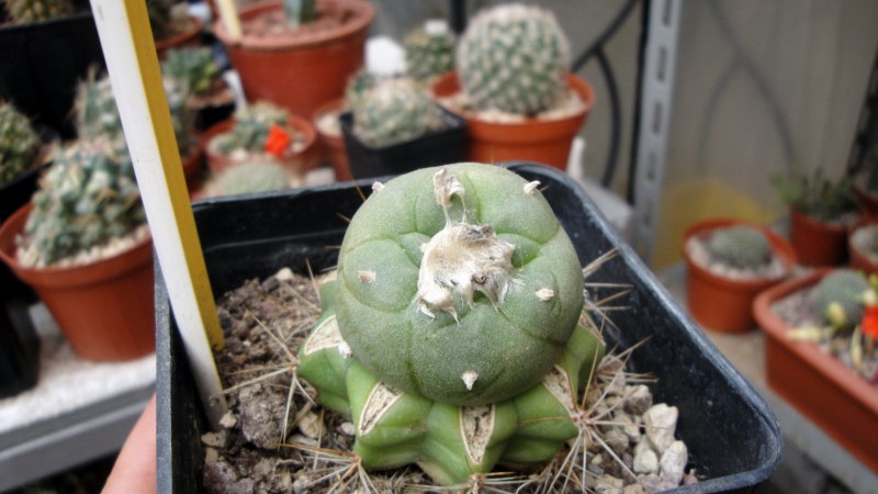 Lophophora jourdaniana 