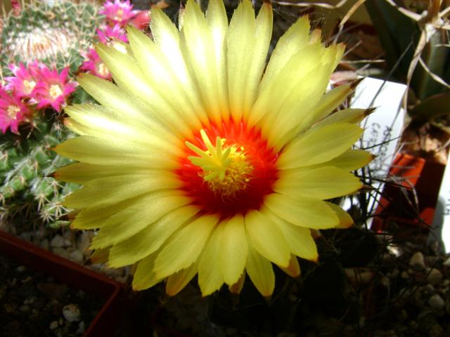 Astrophytum capricorne 