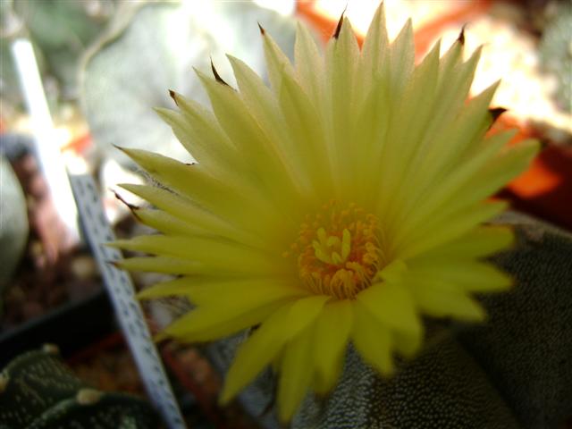 Astrophytum myriostigma 