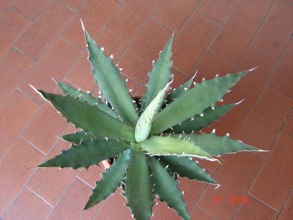 Agave avellanidens 