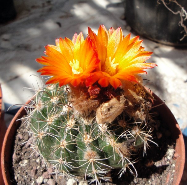 Parodia mairanana 