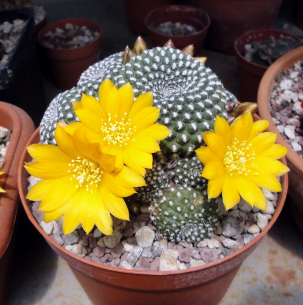 Rebutia krainziana 