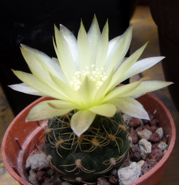 Gymnocalycium leeanum 