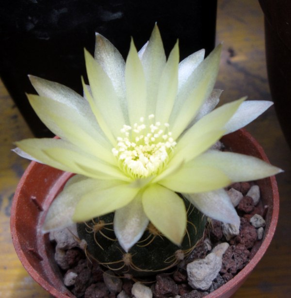 Gymnocalycium leeanum 