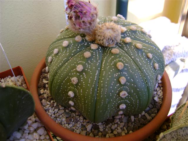 Astrophytum asterias cv. akabana 