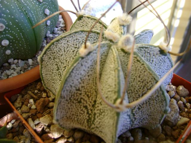 Astrophytum capricorne v. niveum 