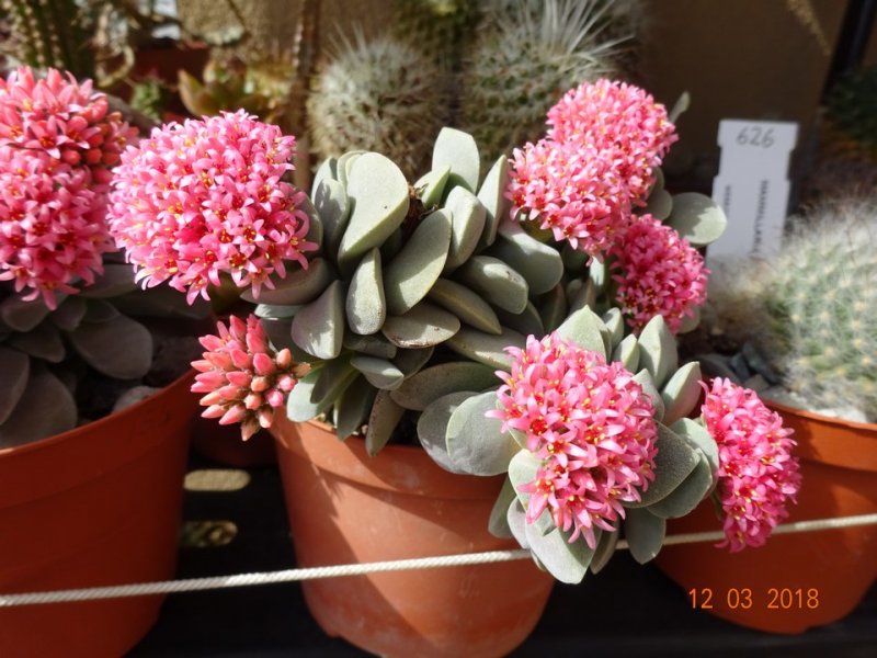 Crassula cv. morgan's beauty 