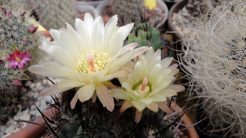 Neoporteria paucicostata 