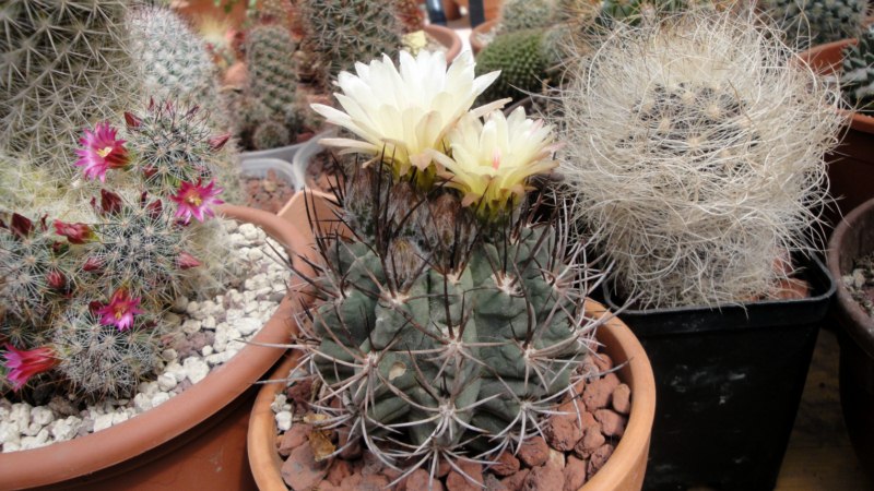 Neoporteria paucicostata 