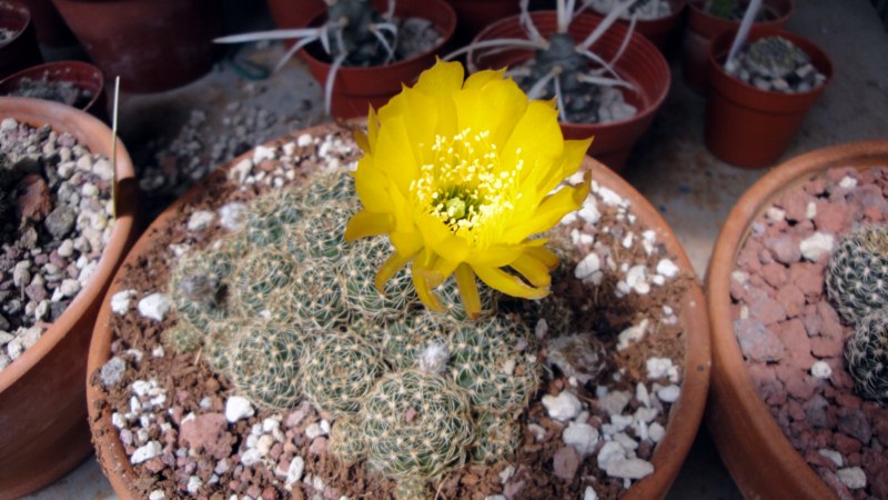 Lobivia arachnacantha 