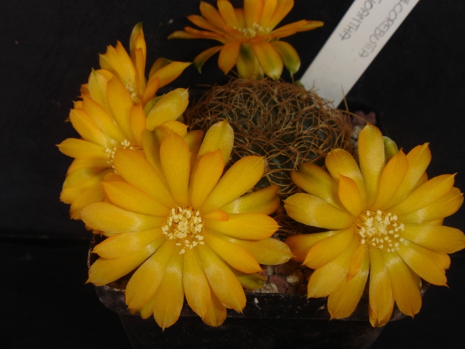 sulcorebutia xanthoantha 