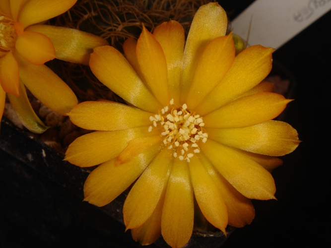 sulcorebutia xanthoantha 